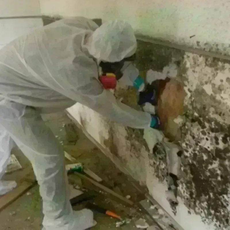 Mold Remediation and Removal in Gibson, GA